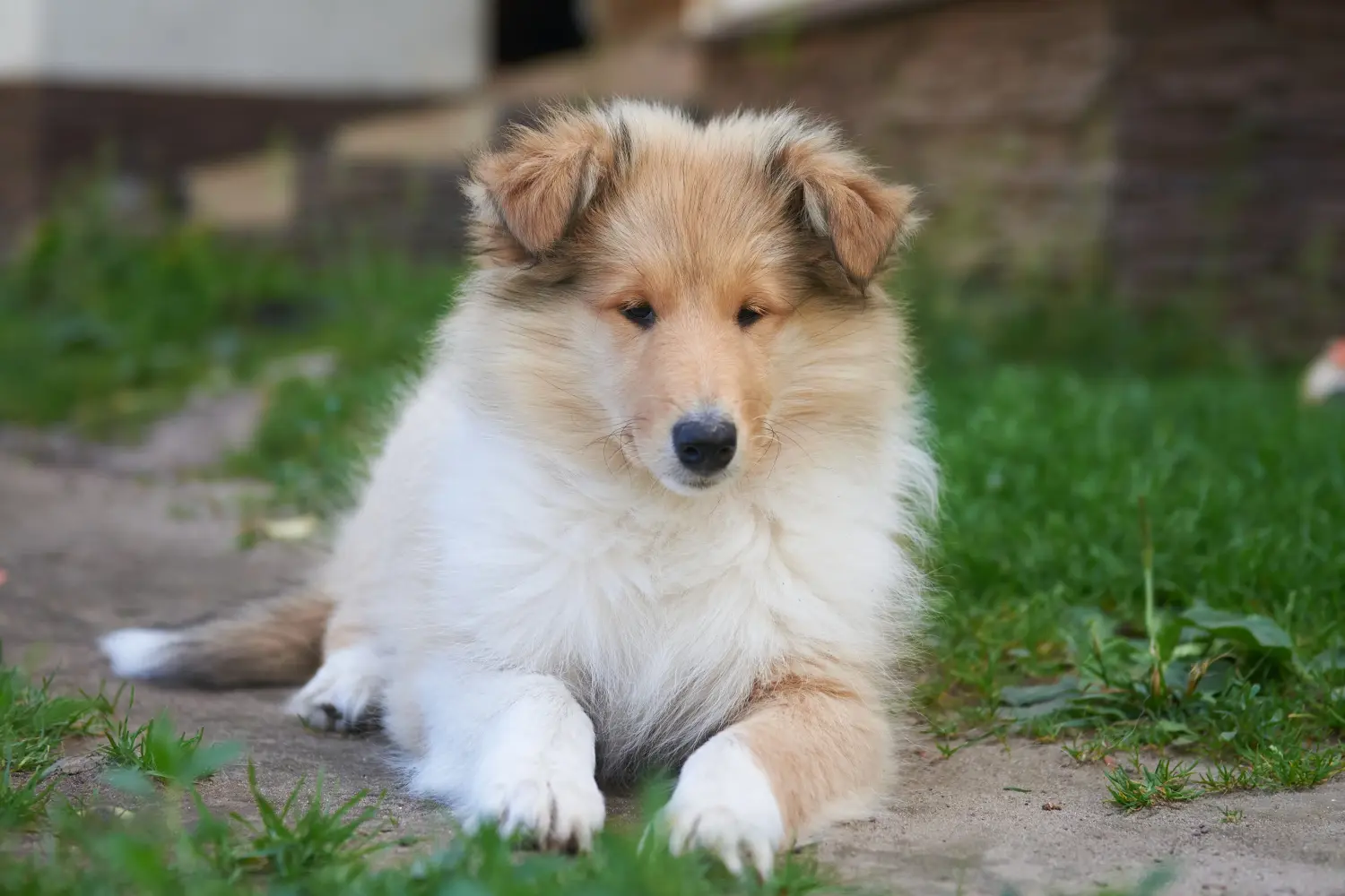Een Collie puppy kopen betekent verantwoordelijkheid nemen! Collie puppy kopen.