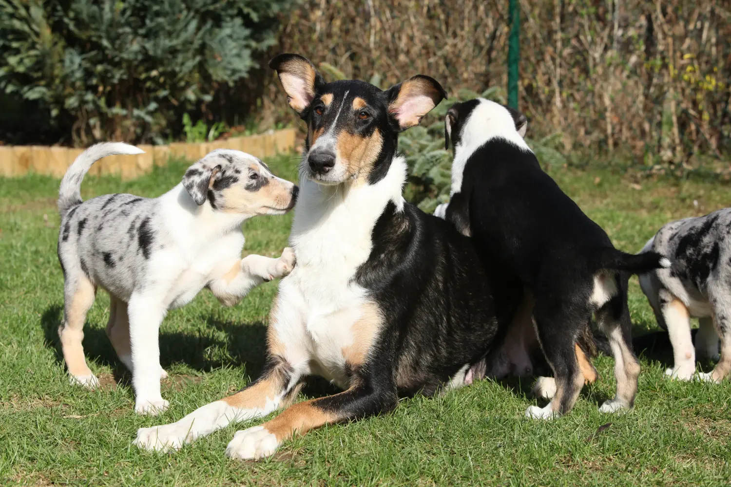 Een Collie puppy kopen betekent verantwoordelijkheid nemen! Collie puppy kopen.