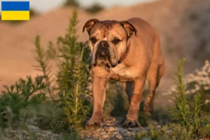 Lees meer over het artikel Continentale Bulldog fokkers en pups in Oekraïne