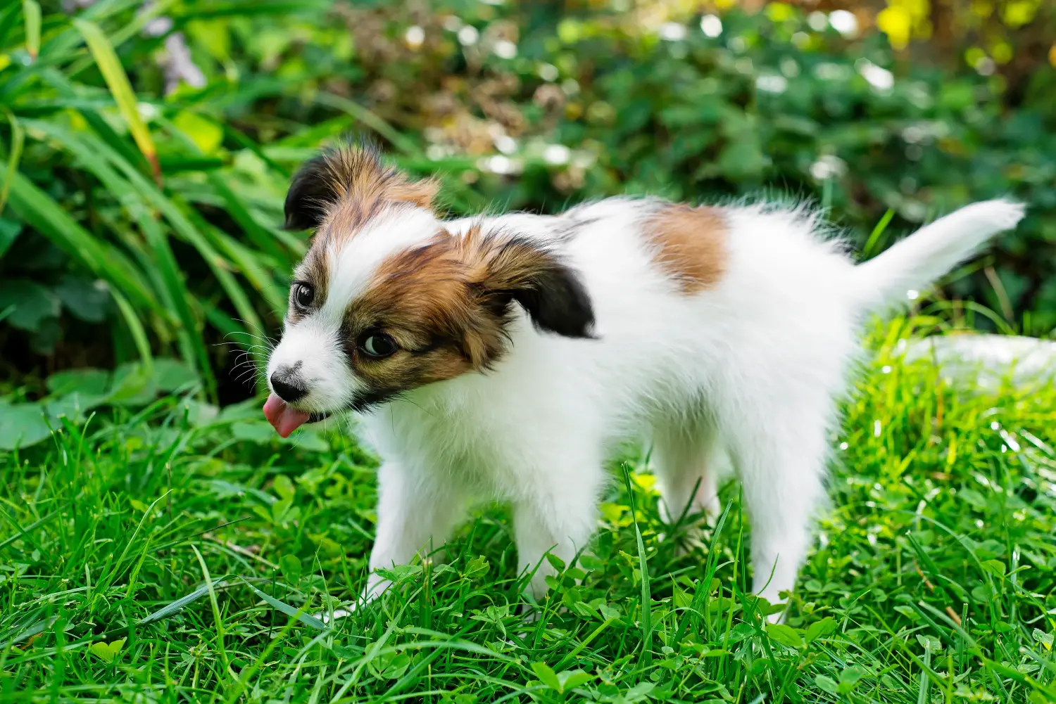 Een Continental Dwergspaniël puppy kopen betekent verantwoordelijkheid nemen! Continental Dwergspaniël puppy's kopen.