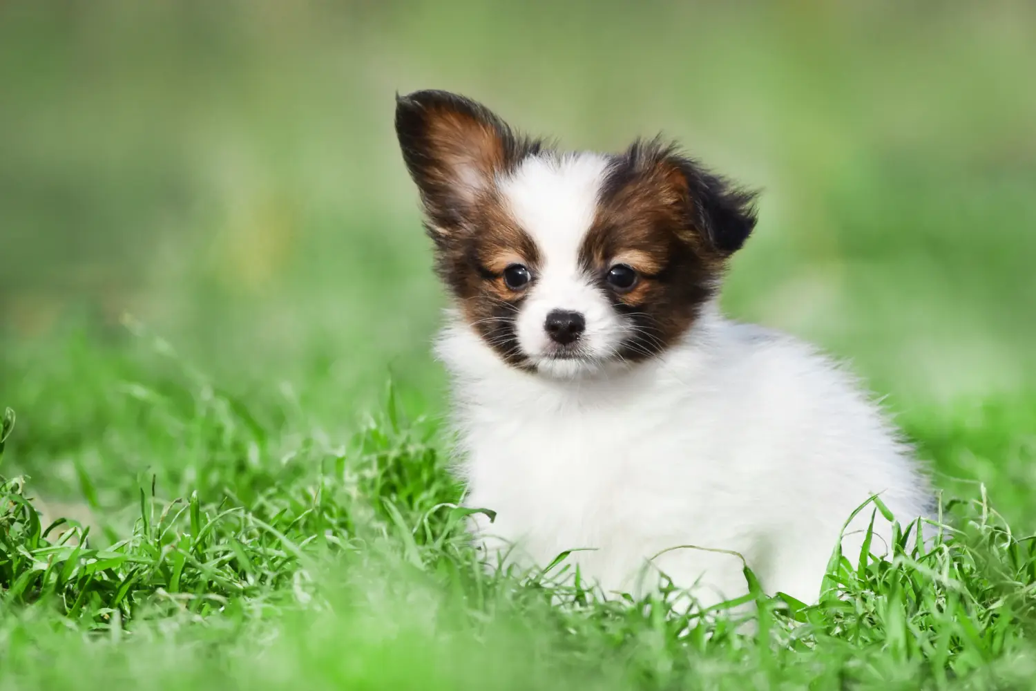 Een Continental Dwergspaniël puppy kopen betekent verantwoordelijkheid nemen! Continental Dwergspaniël puppy's kopen.