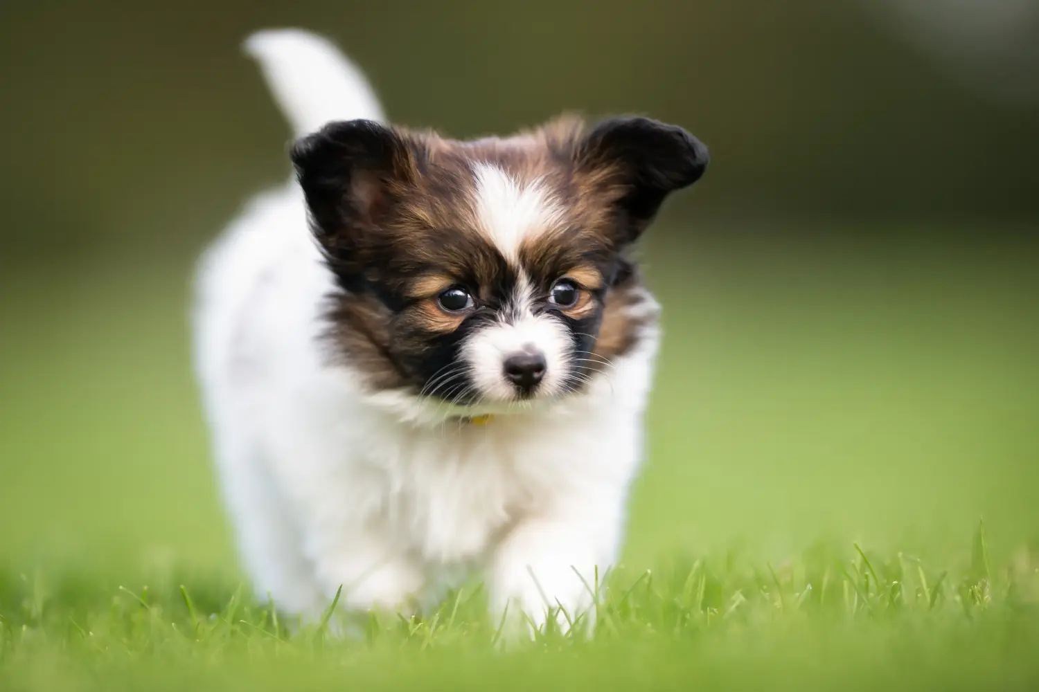 Een Continental Dwergspaniël puppy kopen betekent verantwoordelijkheid nemen! Continental Dwergspaniël puppy's kopen.