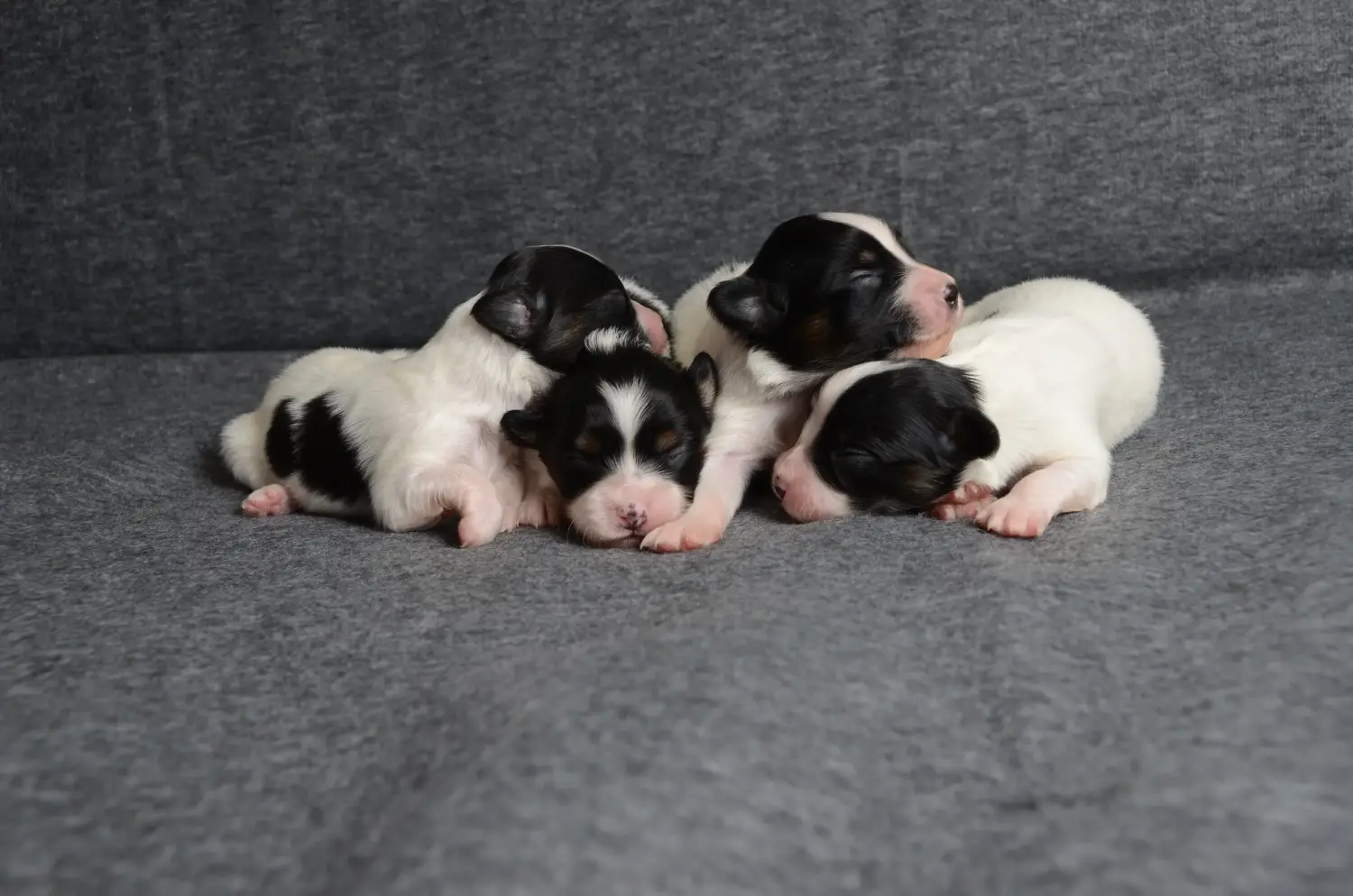 Een Continental Dwergspaniël puppy kopen betekent verantwoordelijkheid nemen! Continental Dwergspaniël puppy's kopen.