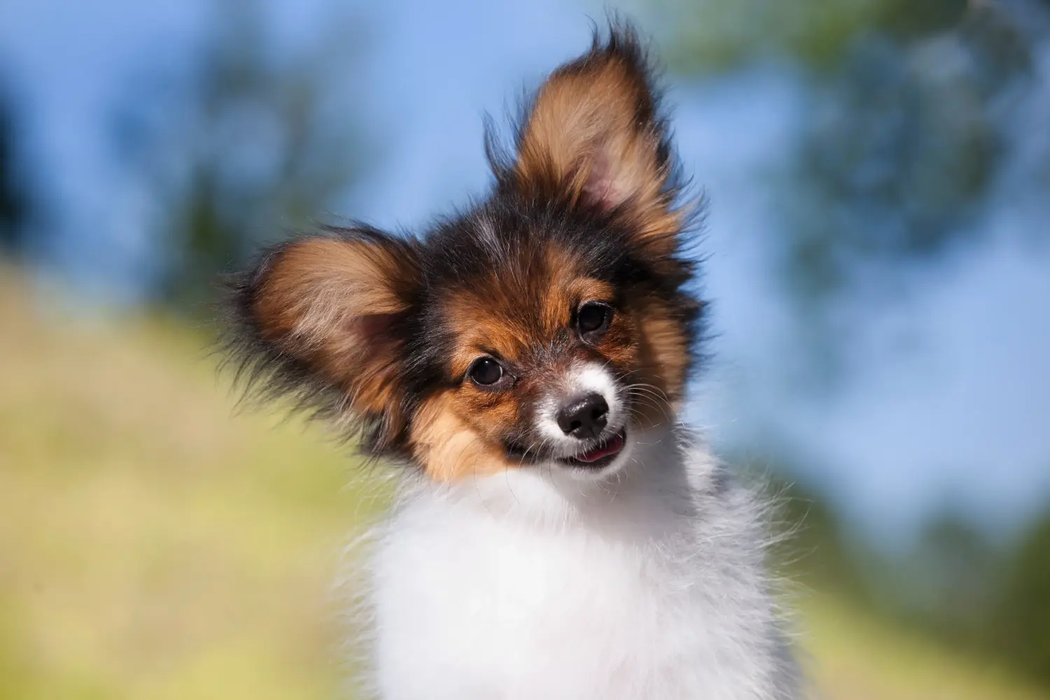 Een Continental Dwergspaniël puppy kopen betekent verantwoordelijkheid nemen! Continental Dwergspaniël puppy's kopen.