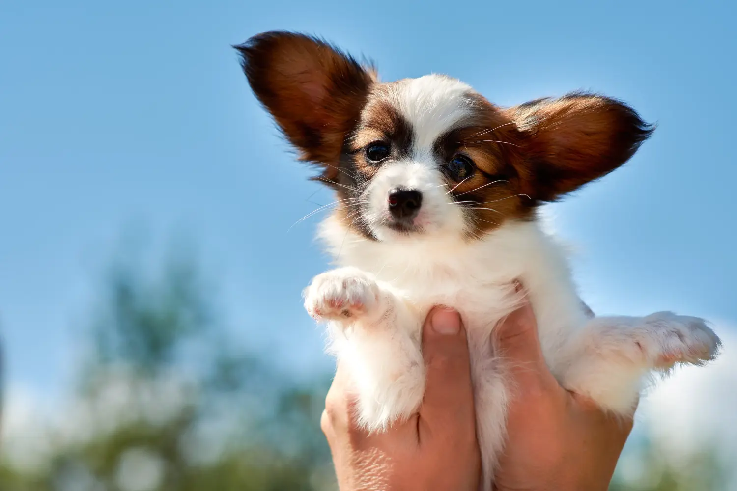 Een Continental Dwergspaniël puppy kopen betekent verantwoordelijkheid nemen! Continental Dwergspaniël puppy's kopen.