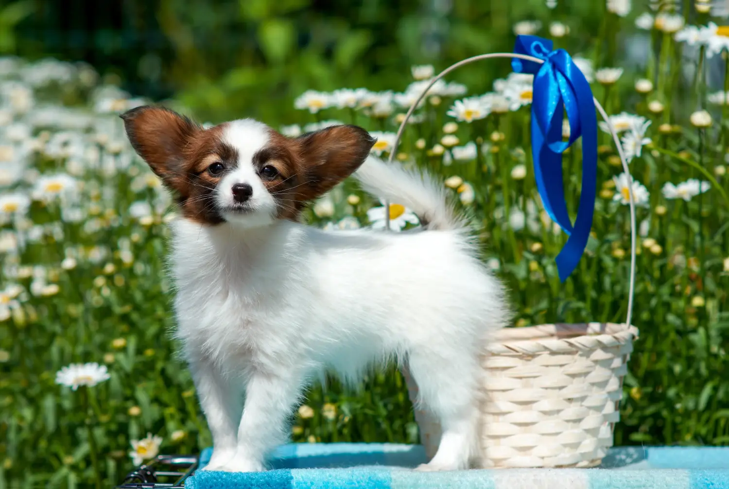Een Continental Dwergspaniël puppy kopen betekent verantwoordelijkheid nemen! Continental Dwergspaniël puppy's kopen.