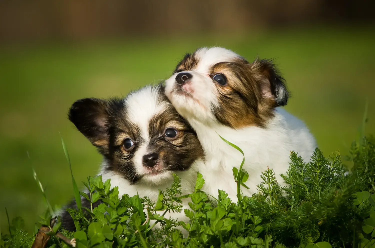 Een Continental Dwergspaniël puppy kopen betekent verantwoordelijkheid nemen! Continental Dwergspaniël puppy's kopen.