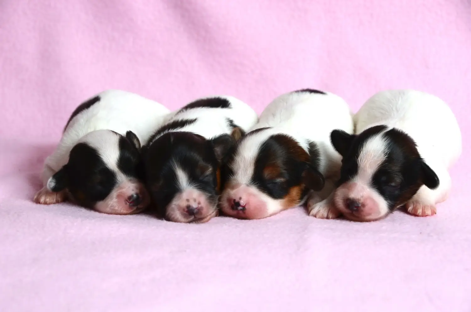 Een Continental Dwergspaniël puppy kopen betekent verantwoordelijkheid nemen! Continental Dwergspaniël puppy's kopen.