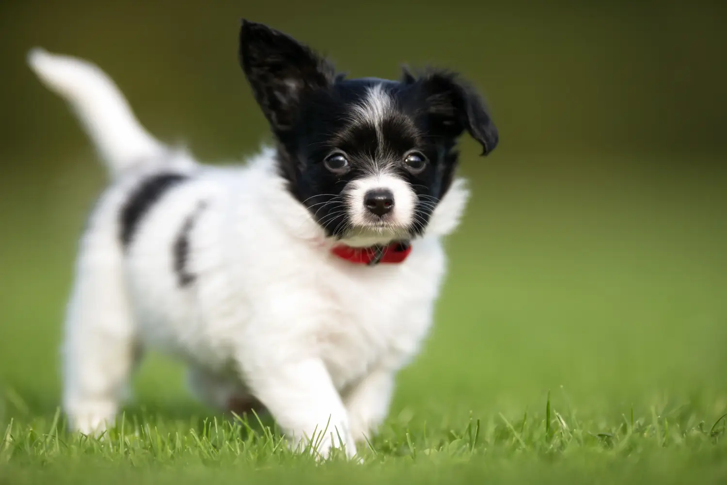 Een Continental Dwergspaniël puppy kopen betekent verantwoordelijkheid nemen! Continental Dwergspaniël puppy's kopen.