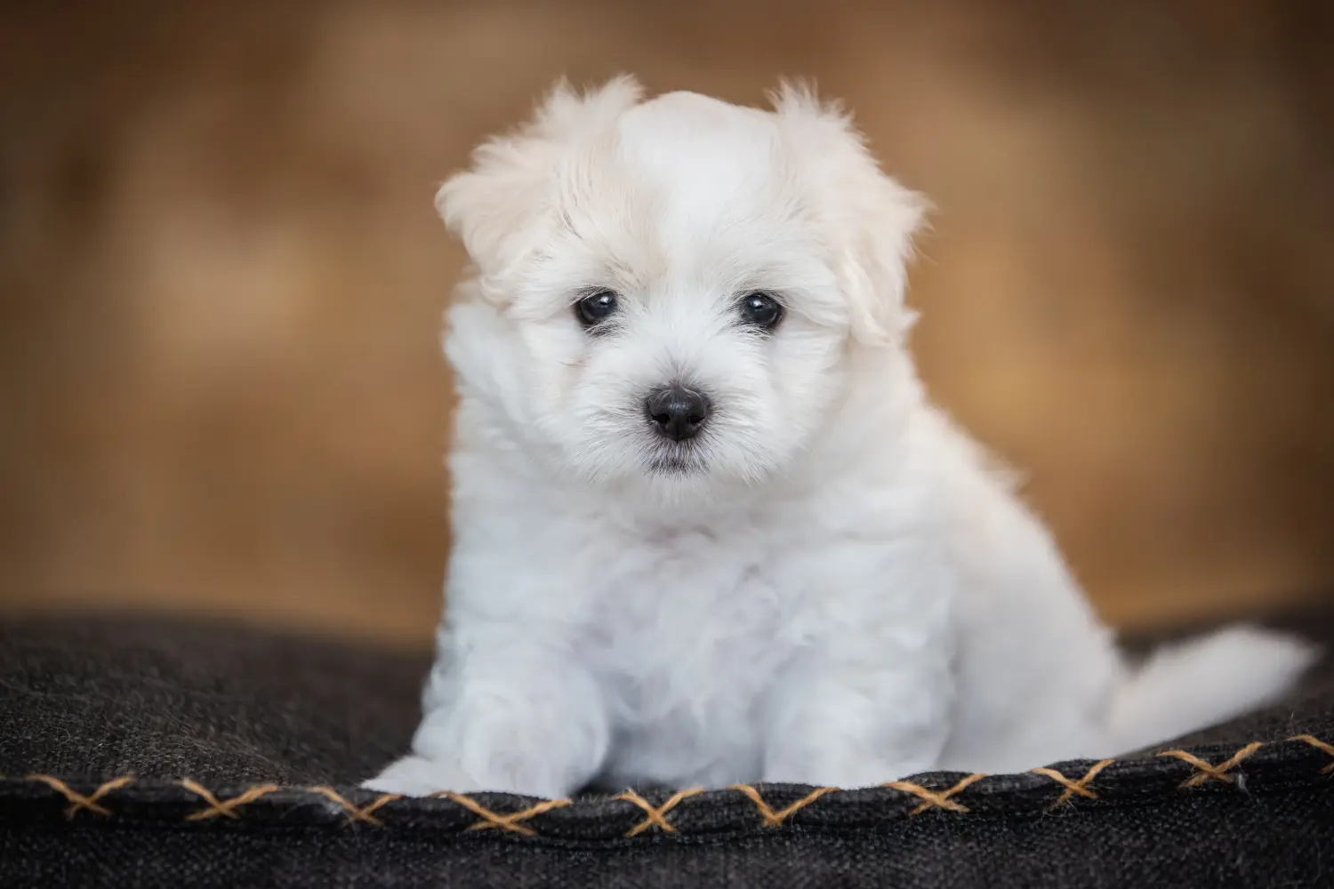 Een Coton de Tuléar puppy kopen betekent verantwoordelijkheid nemen! Coton de Tuléar puppy's kopen.