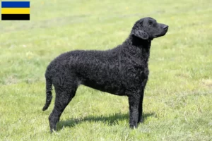 Lees meer over het artikel Curly Coated Retriever fokkers en pups in Gelderland
