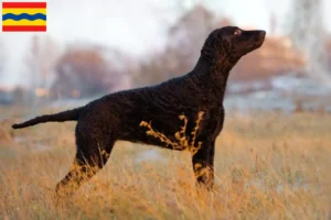 Lees meer over het artikel Curly Coated Retriever fokkers en pups in Overijssel