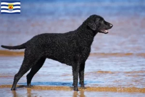 Lees meer over het artikel Curly Coated Retriever fokkers en pups in Zeeland