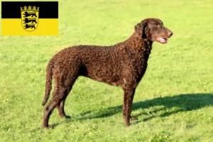 Lees meer over het artikel Curly Coated Retriever fokkers en pups in Baden-Württemberg