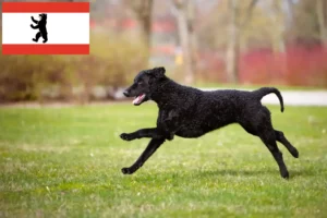 Lees meer over het artikel Curly Coated Retriever fokkers en pups in Berlijn