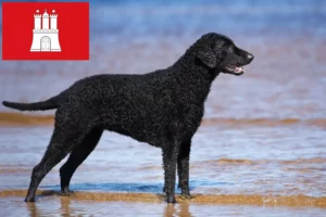 Lees meer over het artikel Curly Coated Retriever fokkers en pups in Hamburg