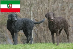 Lees meer over het artikel Curly Coated Retriever fokkers en pups in Noordrijn-Westfalen