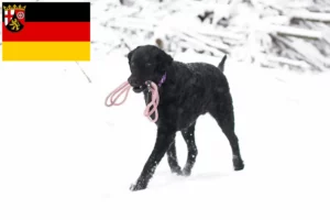 Lees meer over het artikel Curly Coated Retriever fokkers en pups in Rijnland-Palts