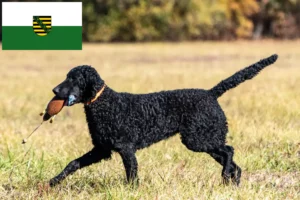 Lees meer over het artikel Curly Coated Retriever fokkers en pups in Saksen