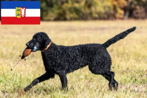 Lees meer over het artikel Curly Coated Retriever fokkers en pups in Sleeswijk-Holstein
