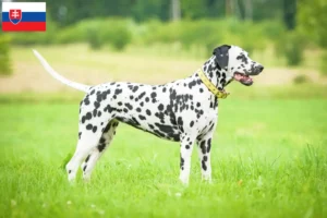 Lees meer over het artikel Dalmatiër fokkers en pups in Slowakije
