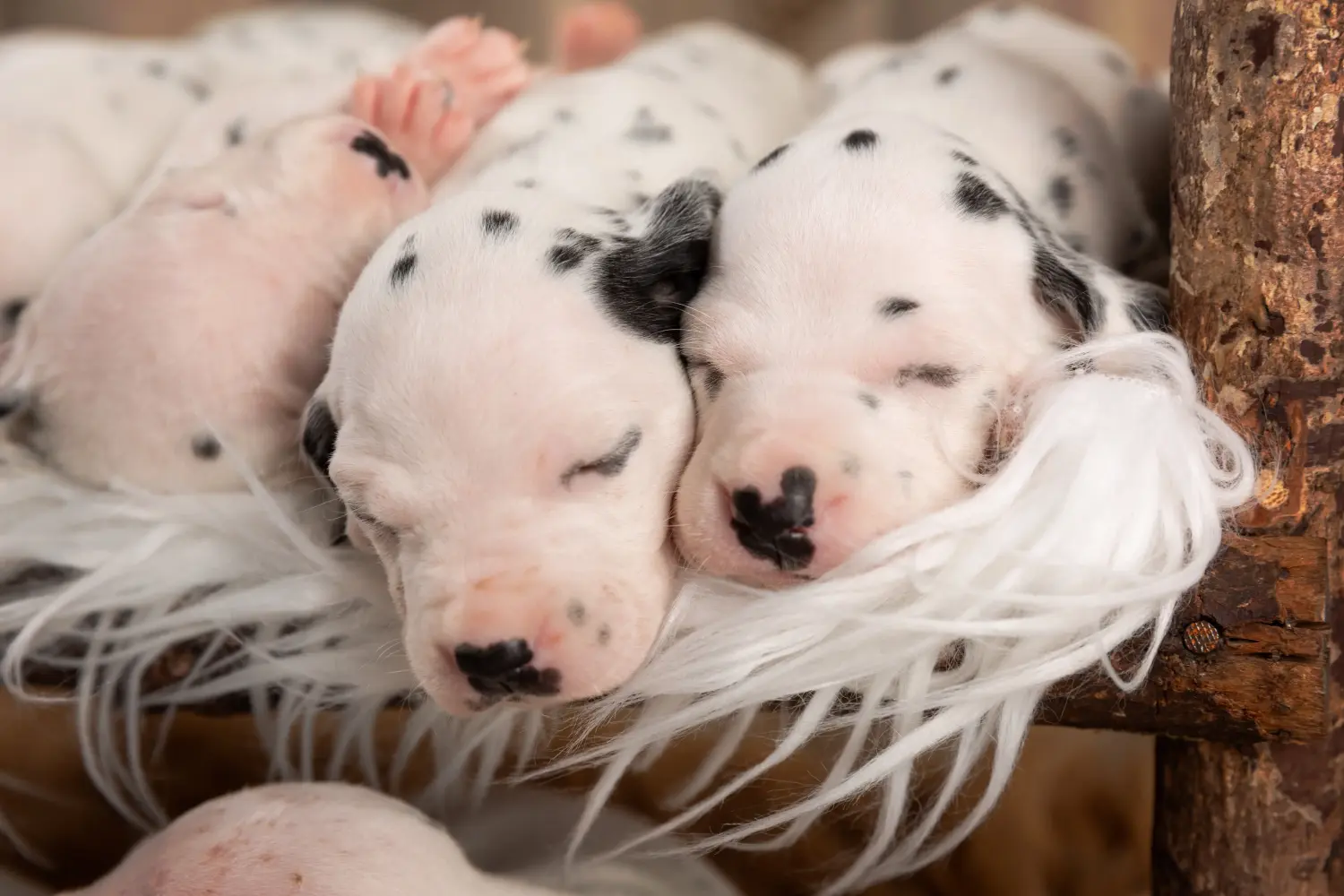 Een Dalmatische puppy kopen betekent verantwoordelijkheid nemen! Dalmatiër puppy kopen.