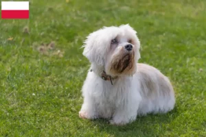 Lees meer over het artikel Dandie Dinmont Terrier fokkers en pups in Polen