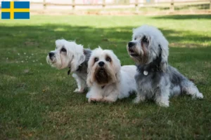 Lees meer over het artikel Dandie Dinmont Terrier fokkers en pups in Zweden