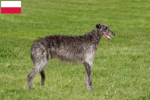 Lees meer over het artikel Deerhound fokkers en puppies in Polen