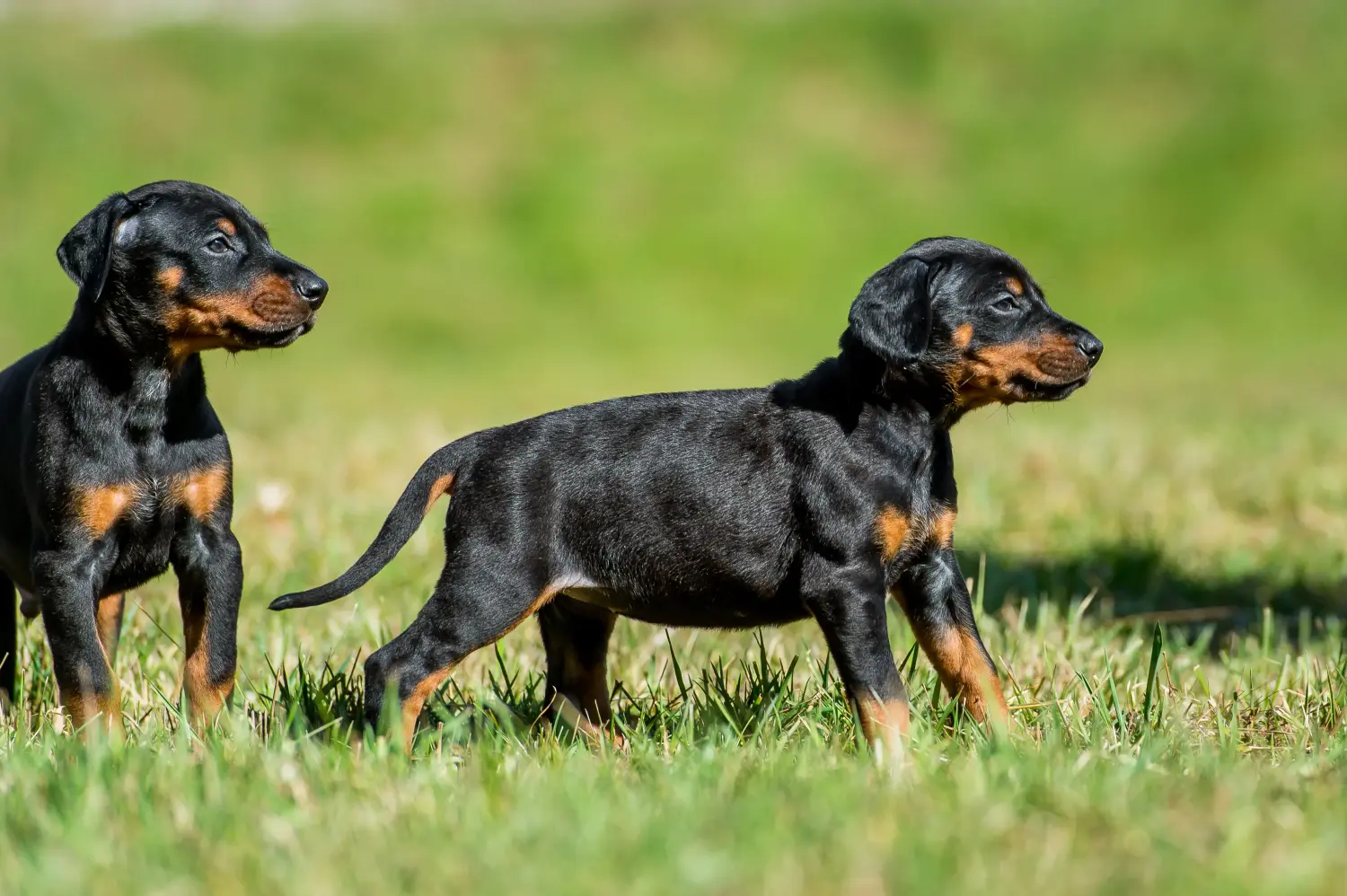 Een Dobermann puppy kopen betekent verantwoordelijkheid nemen! Doberman puppy kopen.