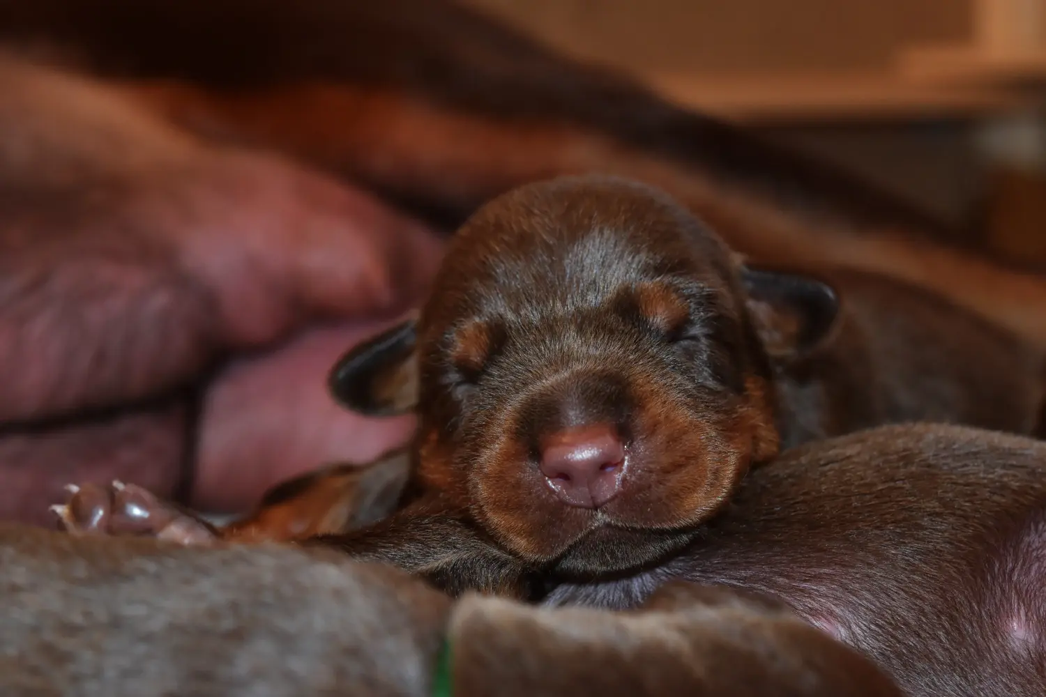 Een Dobermann puppy kopen betekent verantwoordelijkheid nemen! Doberman puppy kopen.