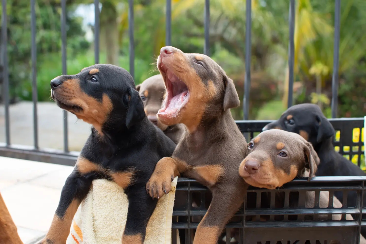 Een Dobermann puppy kopen betekent verantwoordelijkheid nemen! Doberman puppy kopen.