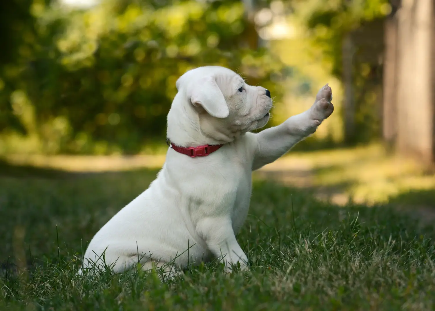 Een Dogo Argentino puppy kopen betekent verantwoordelijkheid nemen! Dogo Argentino puppy kopen.