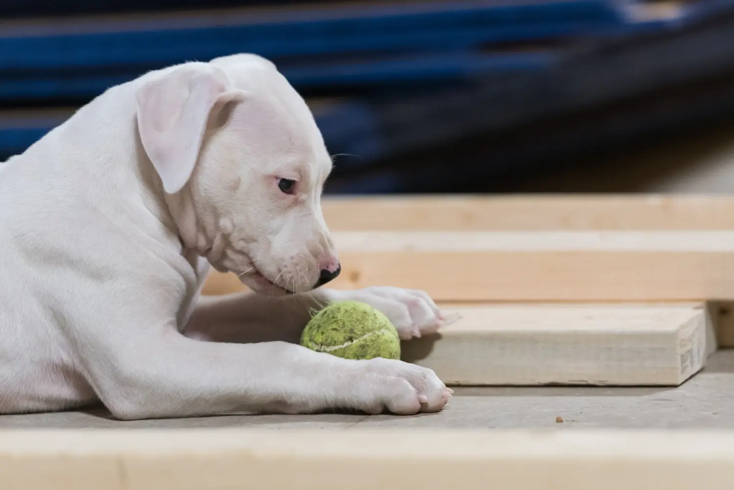 Een Dogo Argentino puppy kopen betekent verantwoordelijkheid nemen! Dogo Argentino puppy kopen.