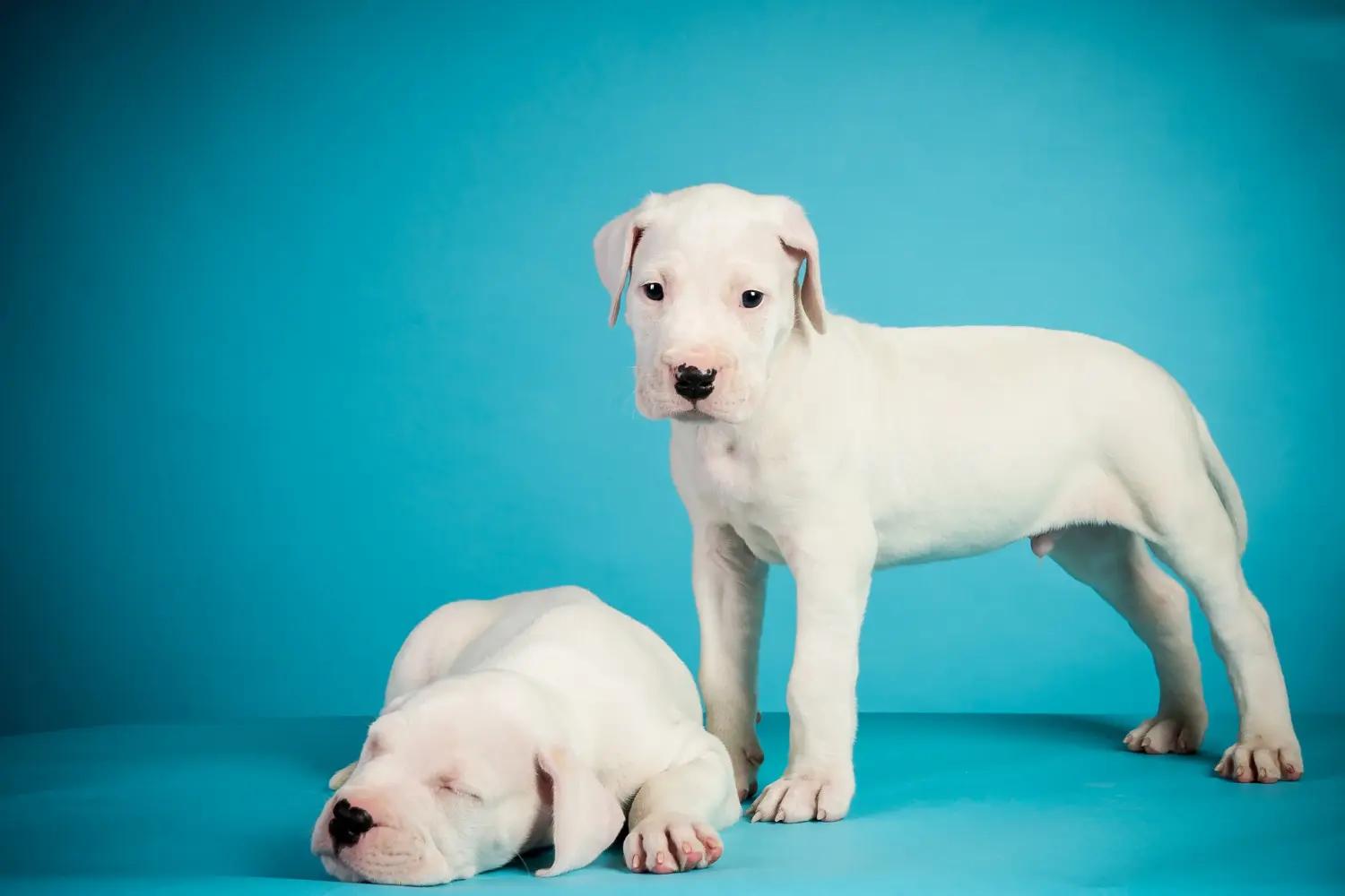 Een Dogo Argentino puppy kopen betekent verantwoordelijkheid nemen! Dogo Argentino puppy kopen.