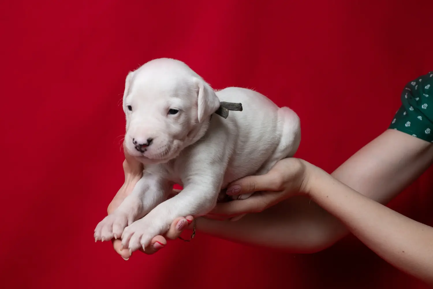 Een Dogo Argentino puppy kopen betekent verantwoordelijkheid nemen! Dogo Argentino puppy kopen.
