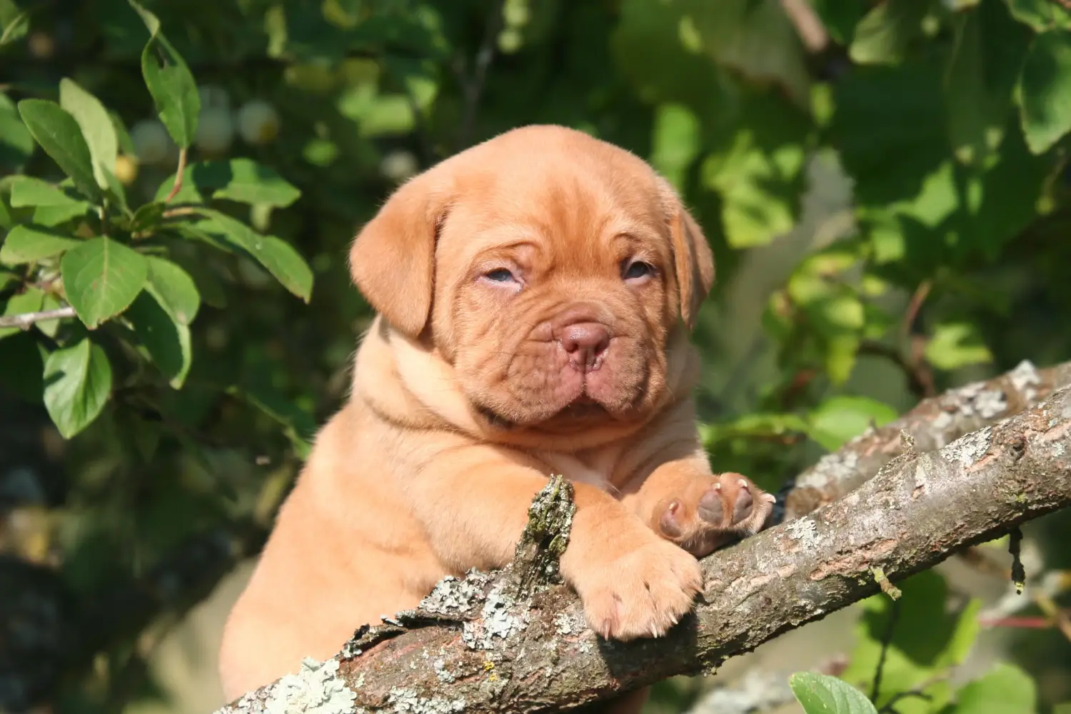 Een Dogue de Bordeaux puppy kopen betekent verantwoordelijkheid nemen! Dogue de Bordeaux puppy's kopen.