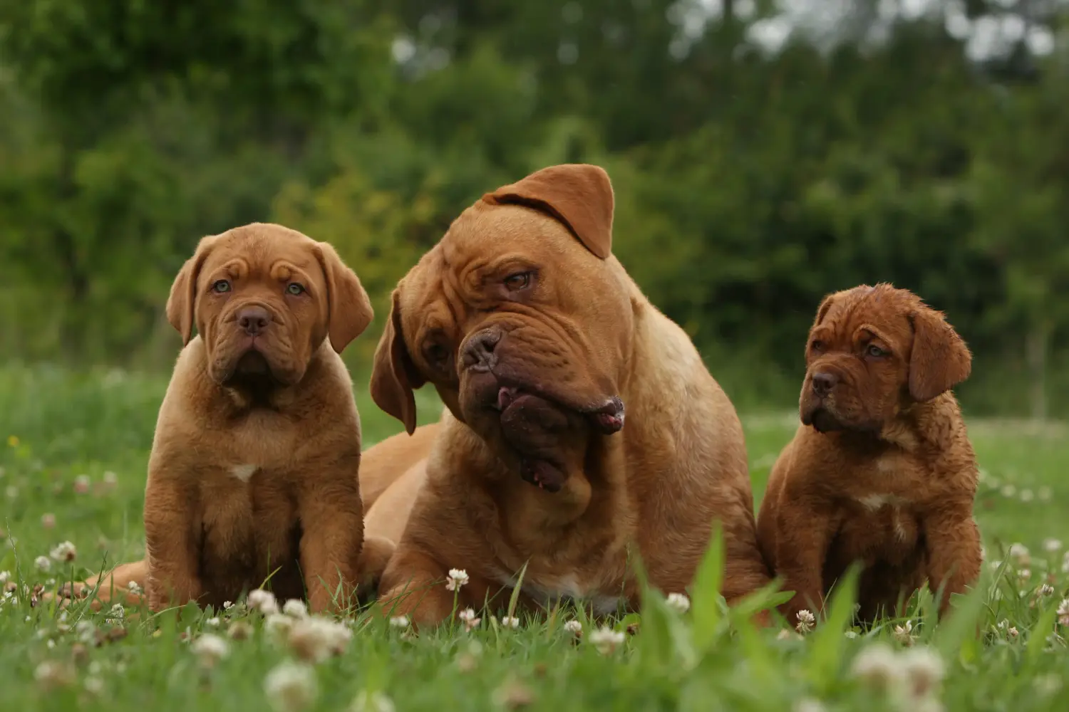 Een Dogue de Bordeaux puppy kopen betekent verantwoordelijkheid nemen! Dogue de Bordeaux puppy's kopen.