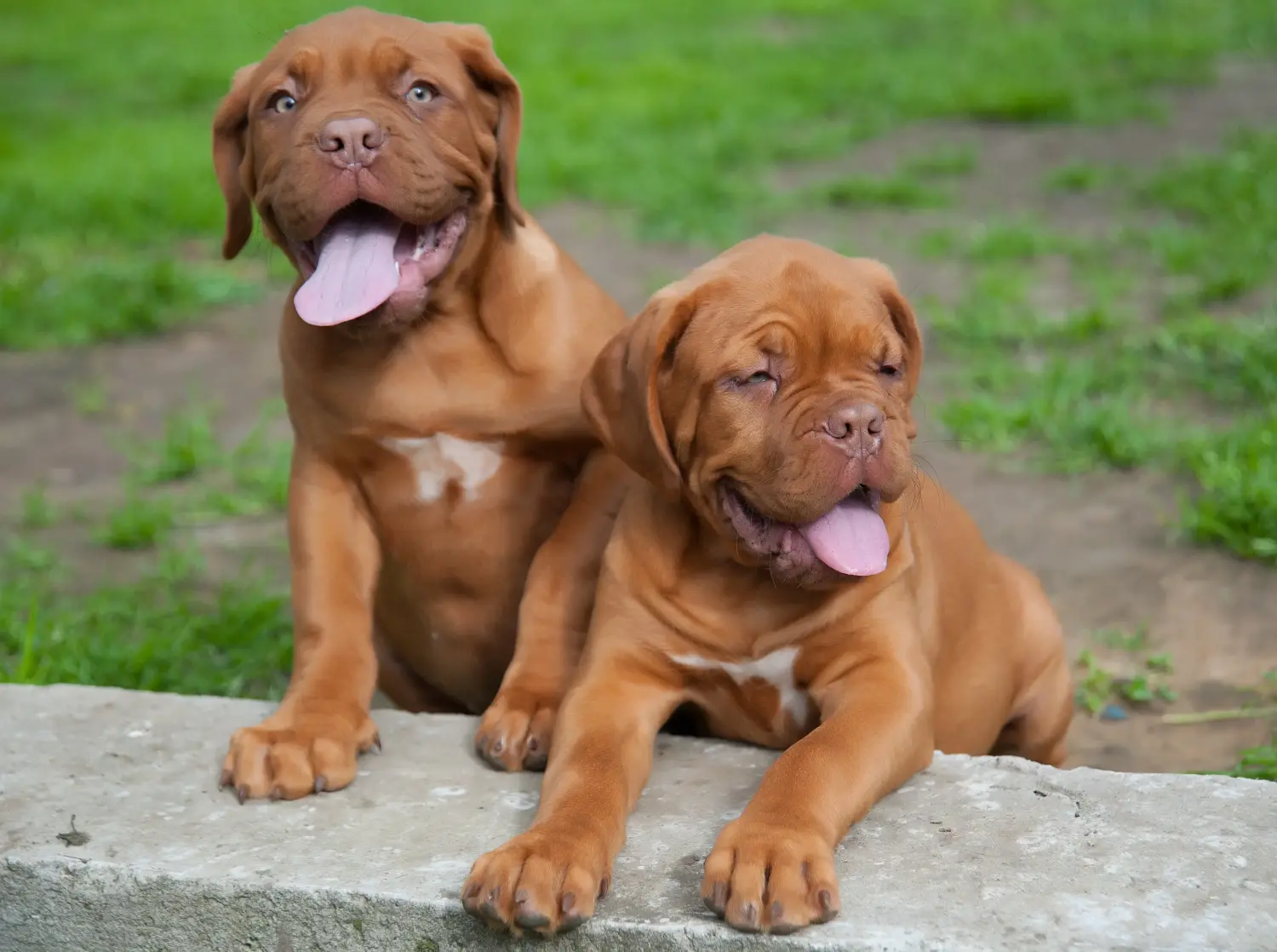 Een Dogue de Bordeaux puppy kopen betekent verantwoordelijkheid nemen! Dogue de Bordeaux puppy's kopen.