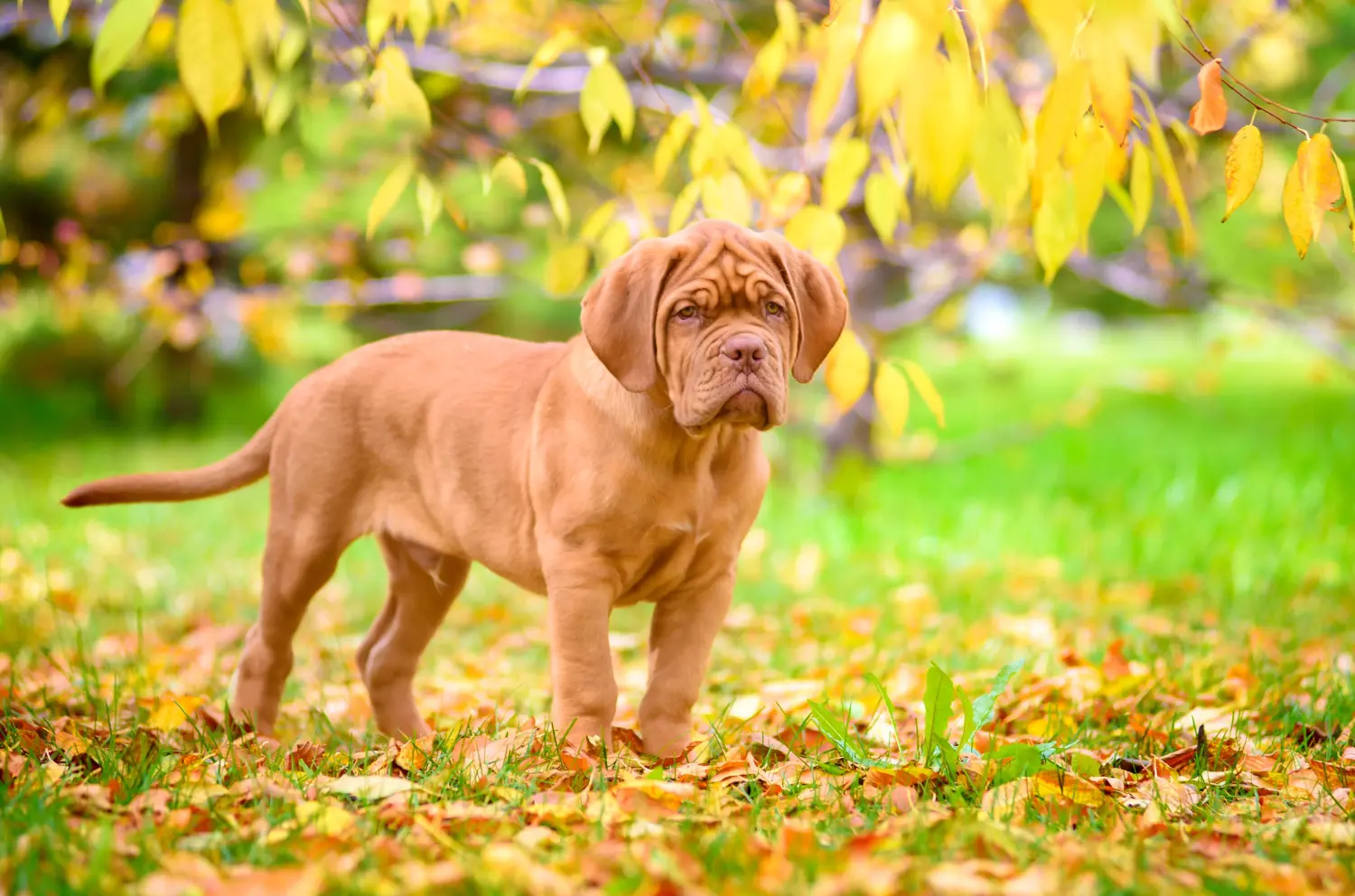 Een Dogue de Bordeaux puppy kopen betekent verantwoordelijkheid nemen! Dogue de Bordeaux puppy's kopen.