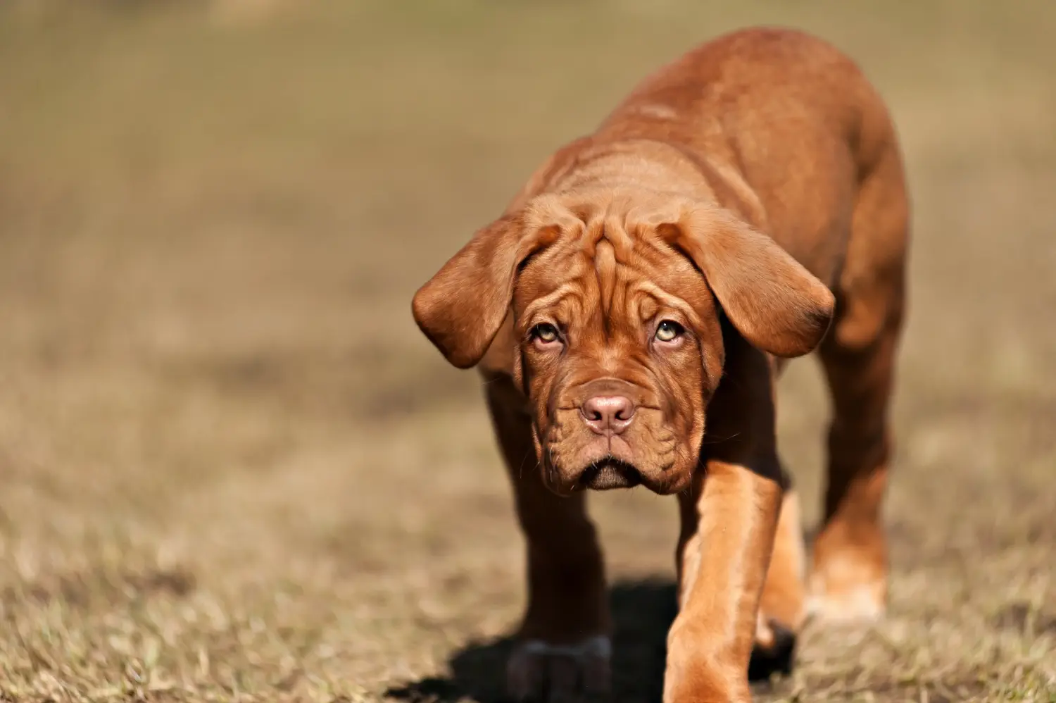 Een Dogue de Bordeaux puppy kopen betekent verantwoordelijkheid nemen! Dogue de Bordeaux puppy's kopen.