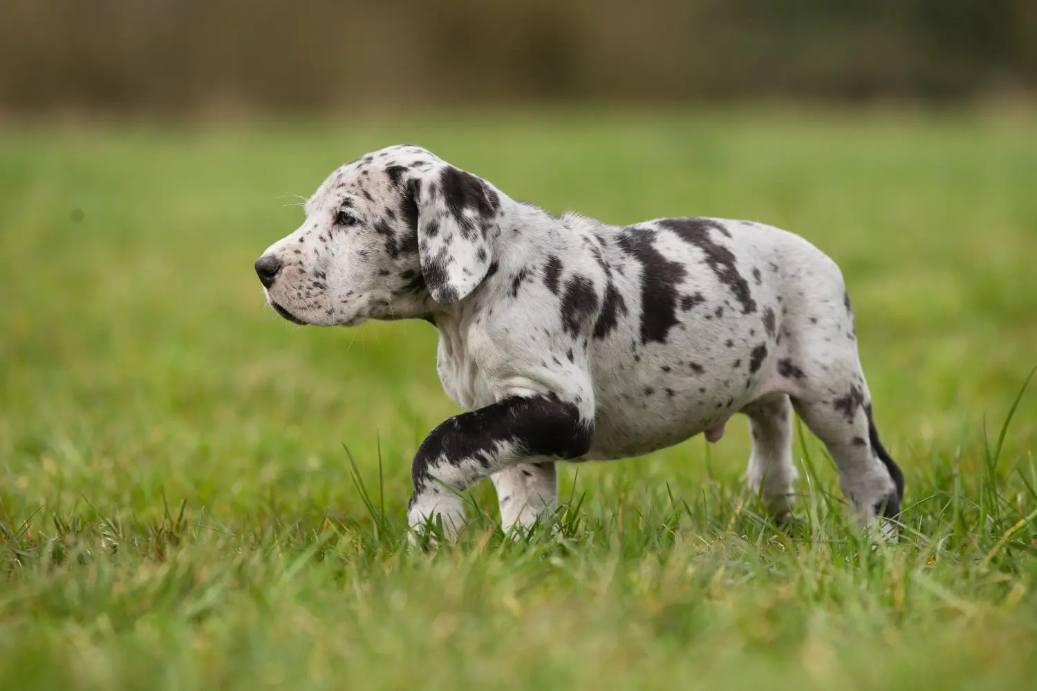 Een Duitse Dog puppy kopen betekent verantwoordelijkheid nemen! Duitse Dog puppy's kopen.