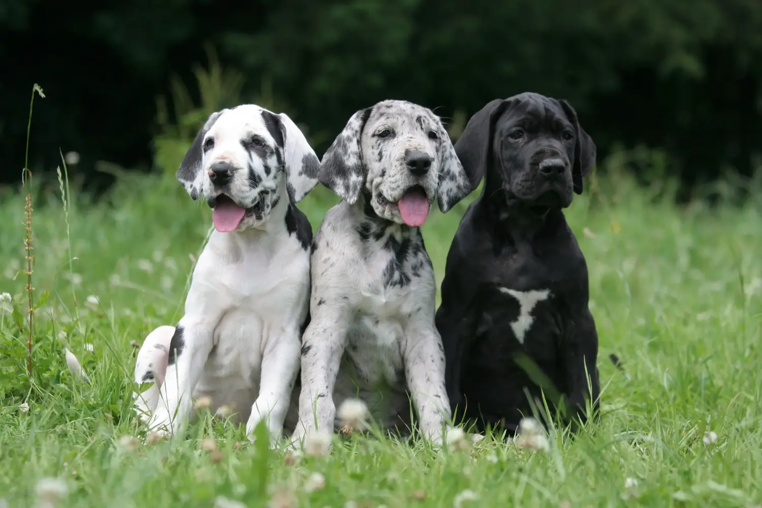 Een Duitse Dog puppy kopen betekent verantwoordelijkheid nemen! Duitse Dog puppy's kopen.