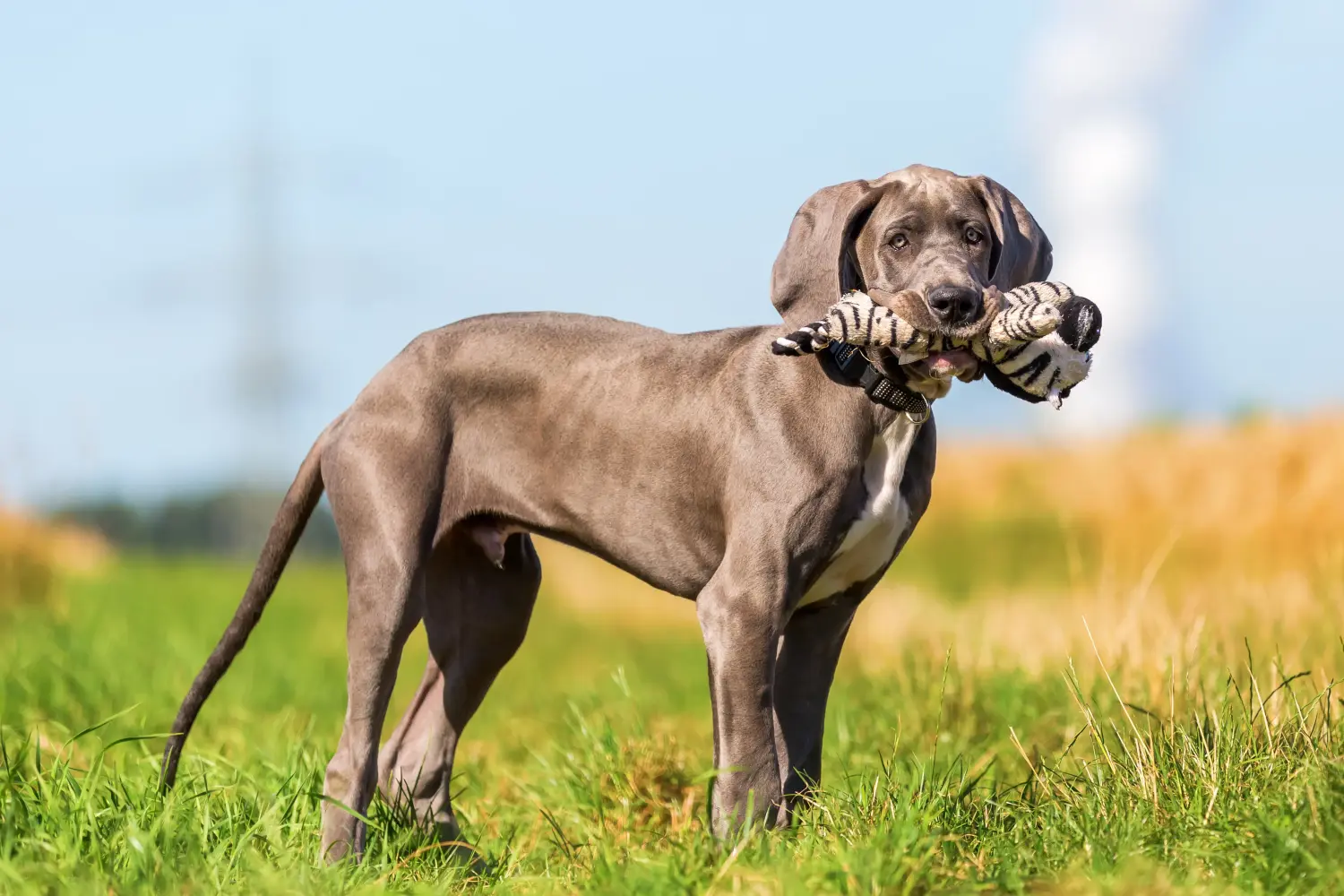 Een Duitse Dog puppy kopen betekent verantwoordelijkheid nemen! Duitse Dog puppy's kopen.
