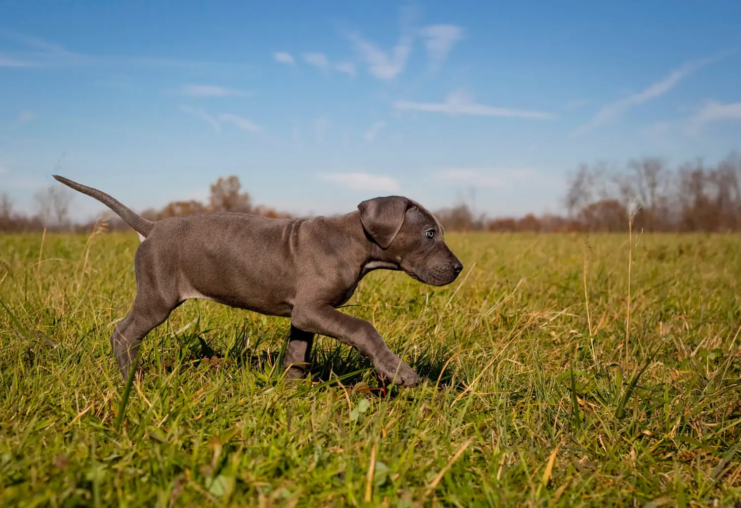 Een Duitse Dog puppy kopen betekent verantwoordelijkheid nemen! Duitse Dog puppy's kopen.