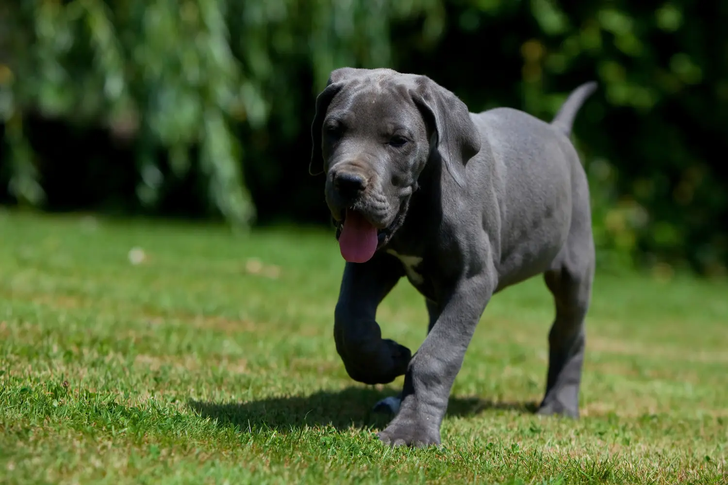 Een Duitse Dog puppy kopen betekent verantwoordelijkheid nemen! Duitse Dog puppy's kopen.