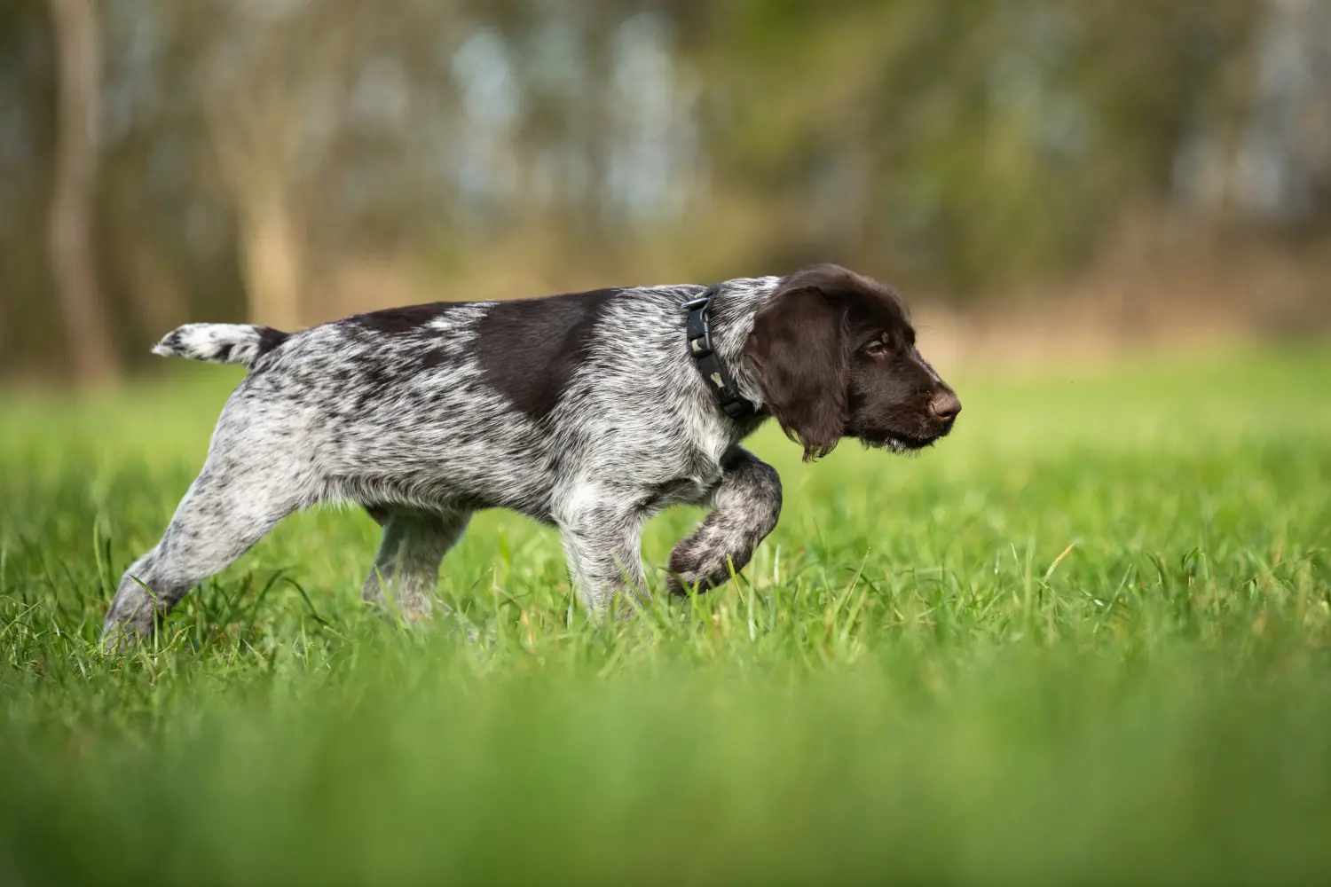 Een Duitse draadhaarpup kopen betekent verantwoordelijkheid nemen! Duitse ruwharige puppy's kopen.