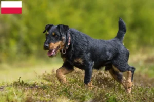 Lees meer over het artikel Duitse Jachtterriër Fokker en Puppies in Polen