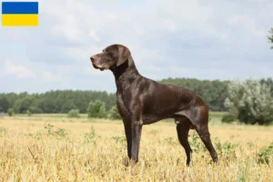 Lees meer over het artikel Duitse Korthaar fokkers en puppies in Oekraïne