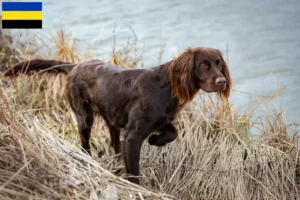 Lees meer over het artikel Duitse Langhaar fokkers en pups in Gelderland